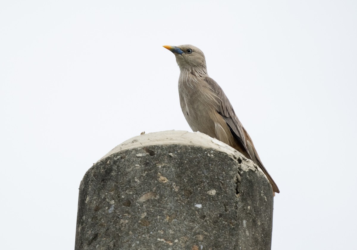 Chestnut-tailed Starling - ML619610617