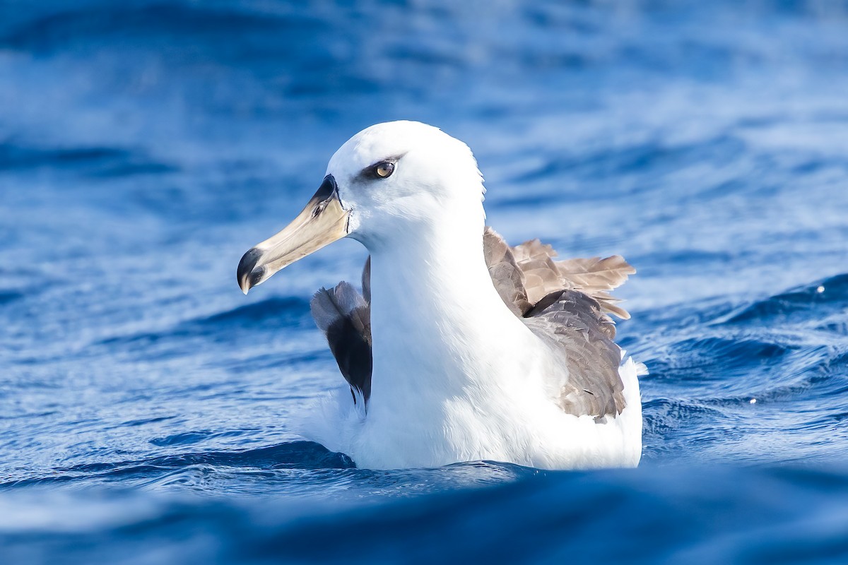 albatros černobrvý (ssp. impavida) - ML619610646