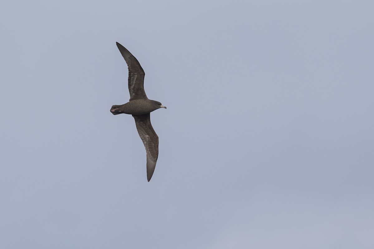 Flesh-footed Shearwater - ML619610663