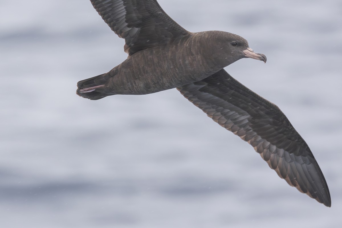 Flesh-footed Shearwater - ML619610664