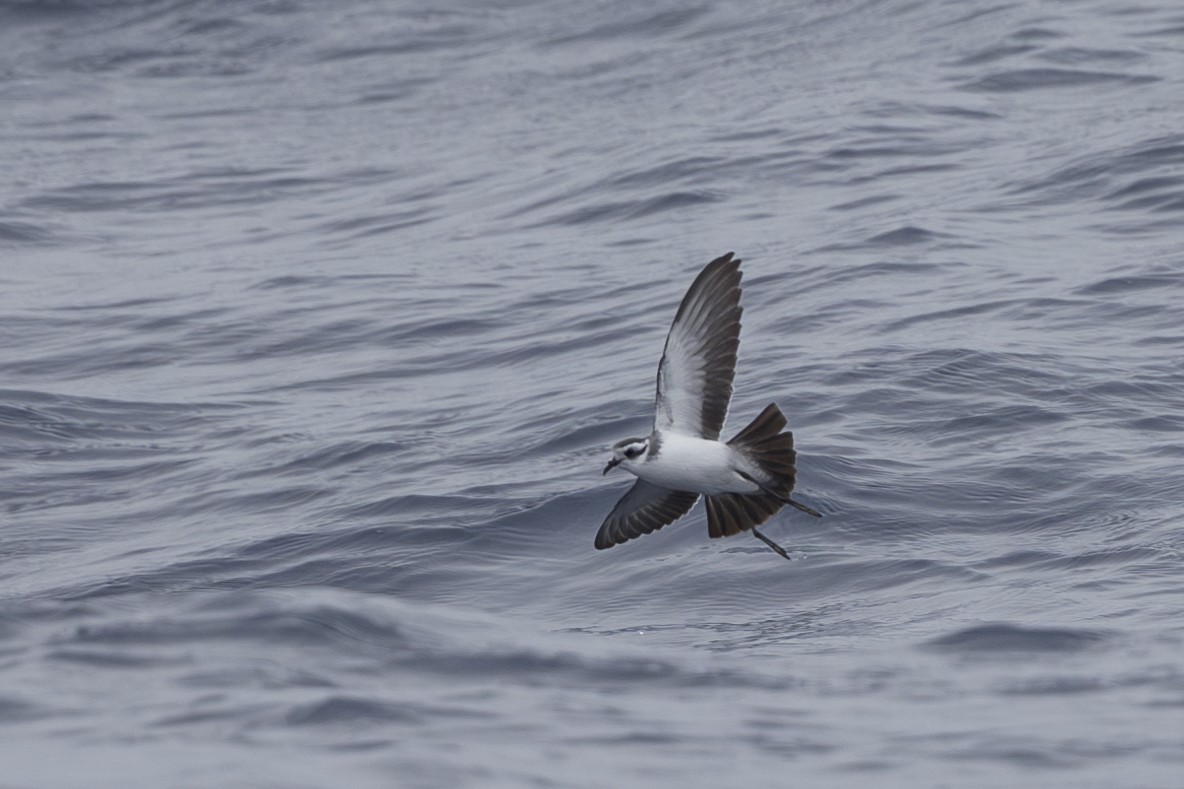 White-faced Storm-Petrel - ML619610667