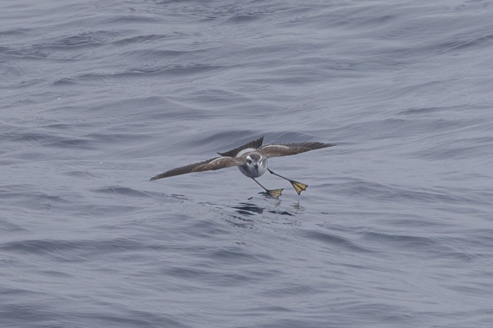 White-faced Storm-Petrel - ML619610668