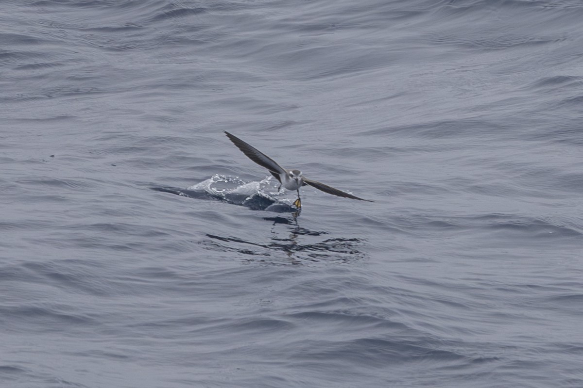 White-faced Storm-Petrel - ML619610669