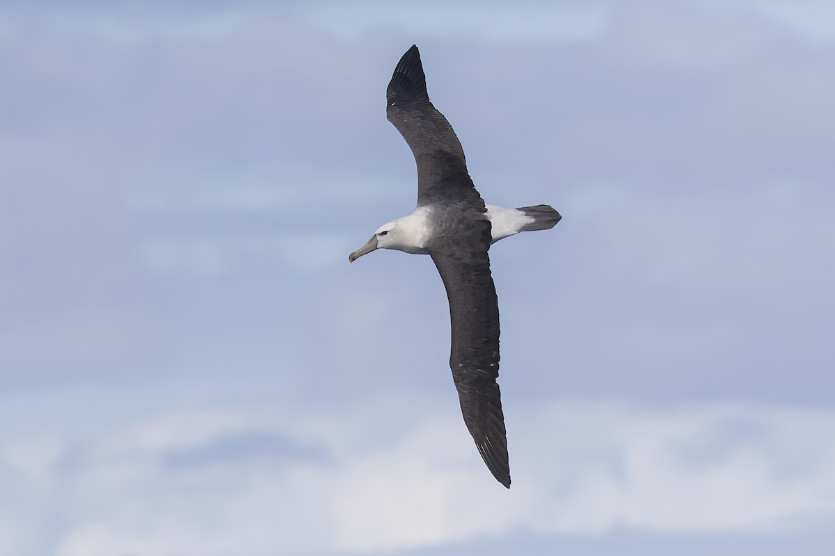 White-capped Albatross - ML619610753