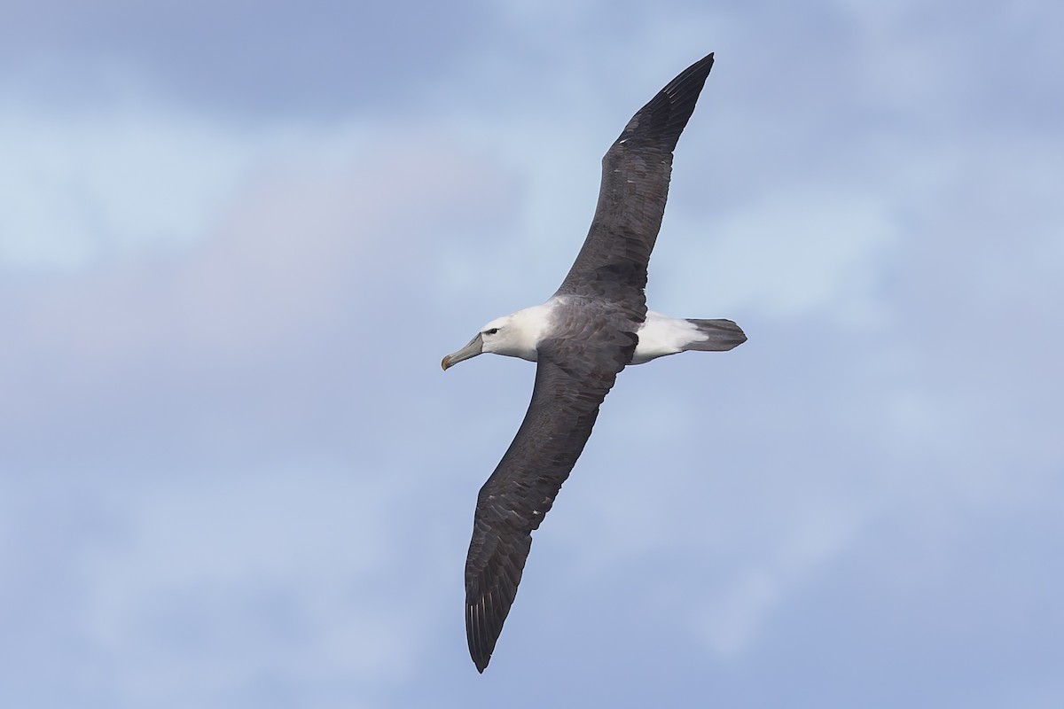 White-capped Albatross - ML619610754