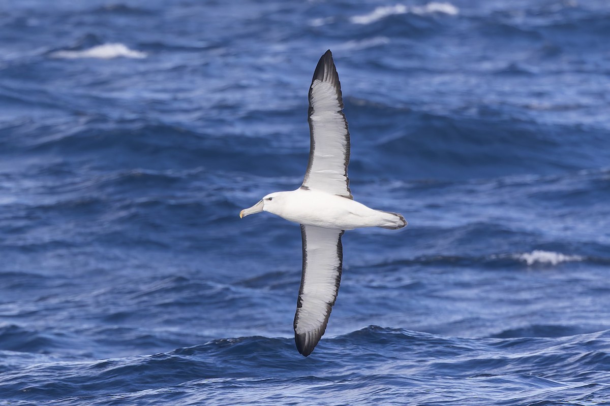 albatros šelfový - ML619610755