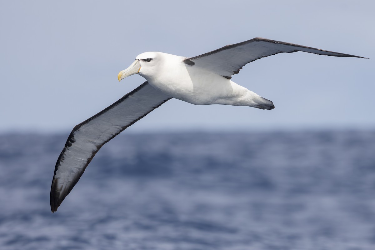 White-capped Albatross - ML619610758