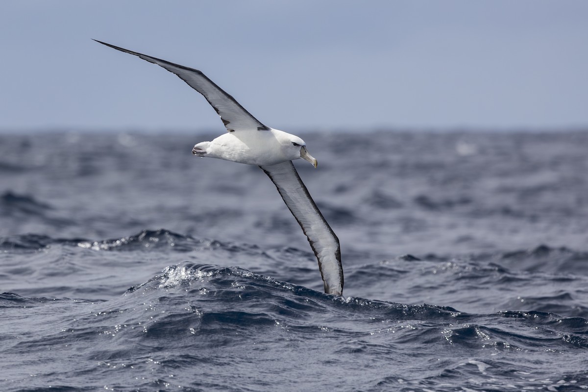 White-capped Albatross - ML619610759