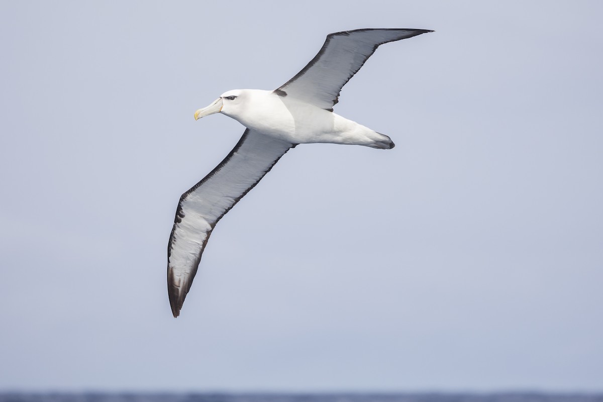 albatros šelfový - ML619610760