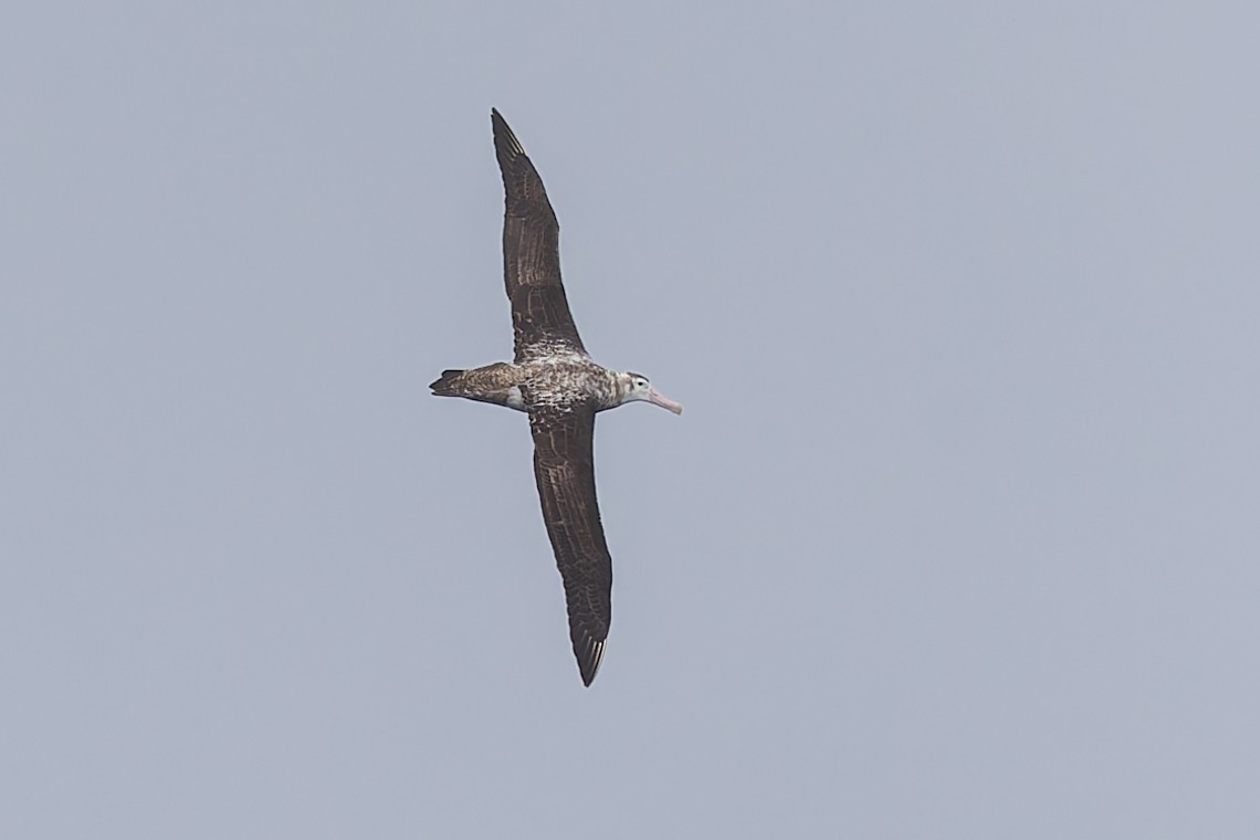 albatros stěhovavý - ML619610778