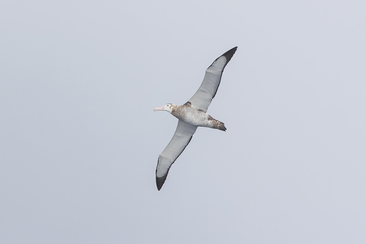 albatros stěhovavý - ML619610779