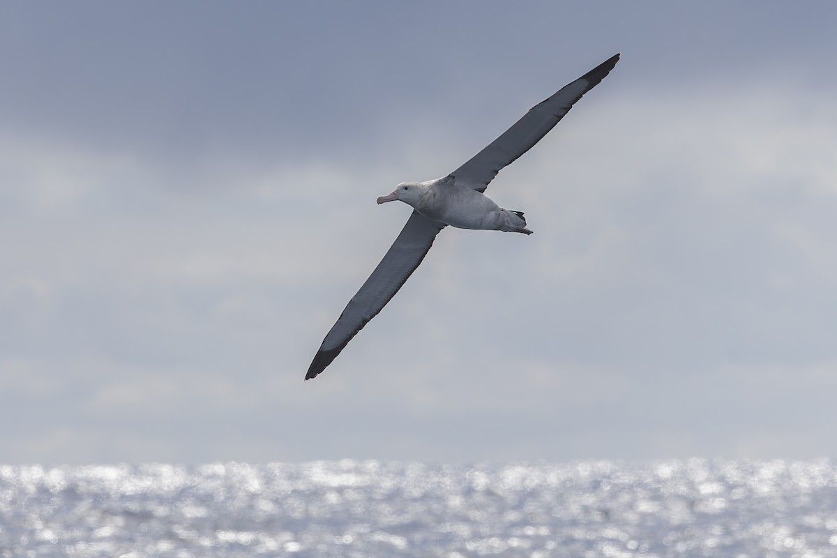 Snowy Albatross - ML619610780
