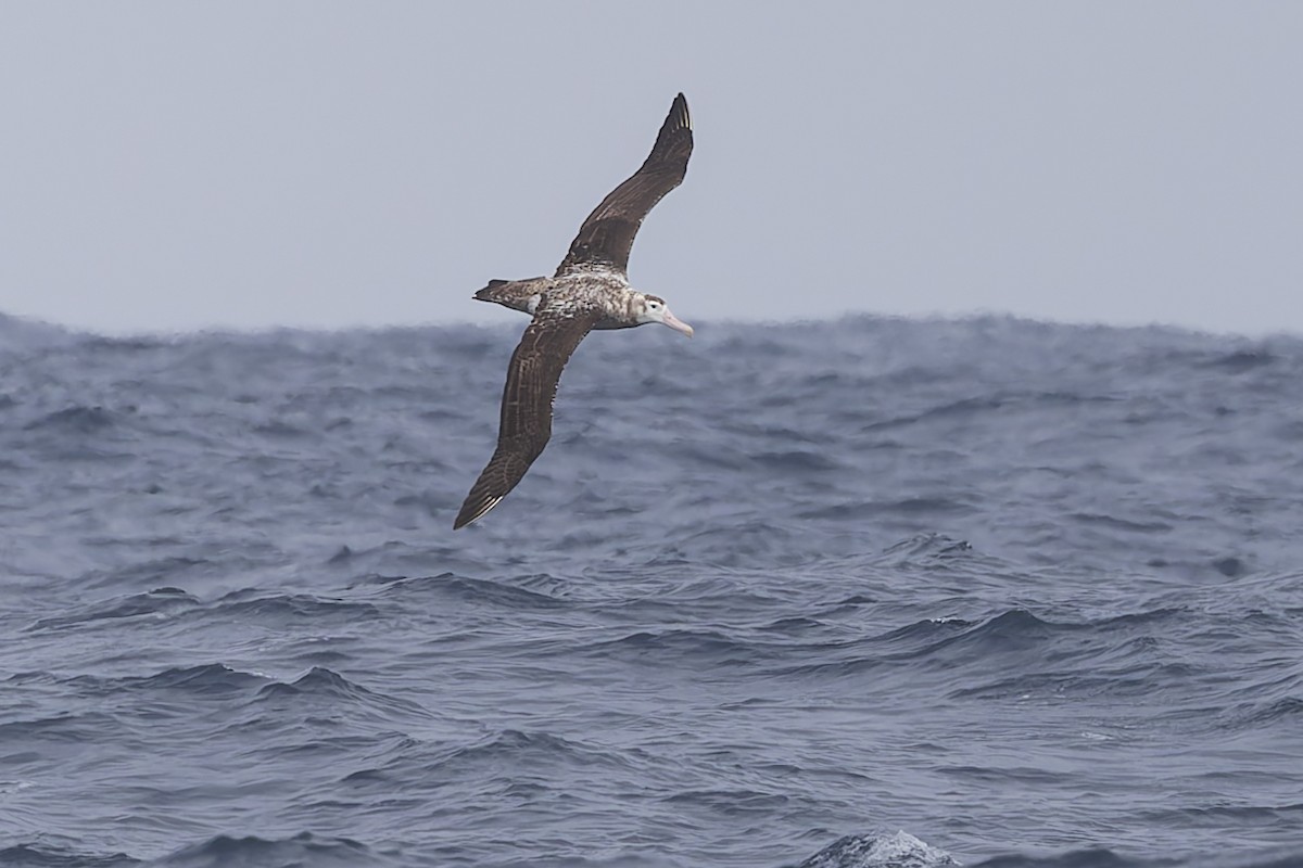 albatros stěhovavý - ML619610782