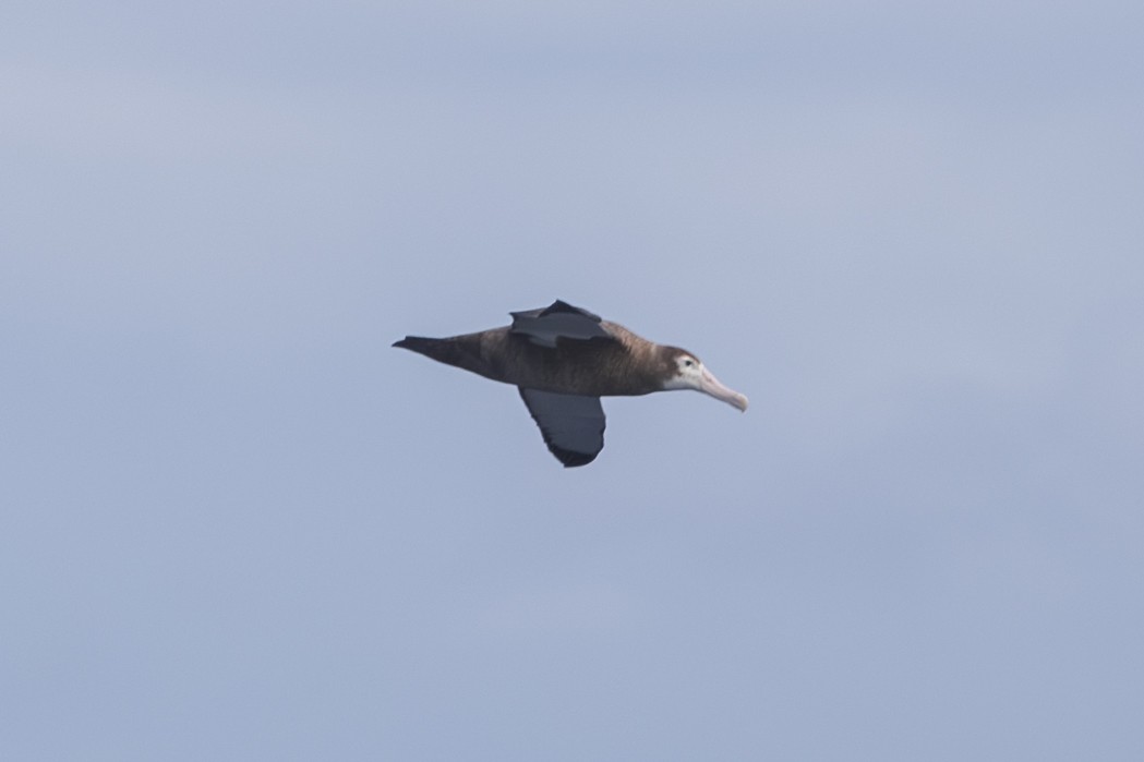 albatros stěhovavý - ML619610783