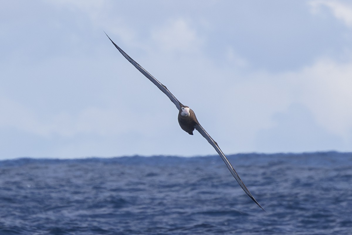 albatros stěhovavý - ML619610784