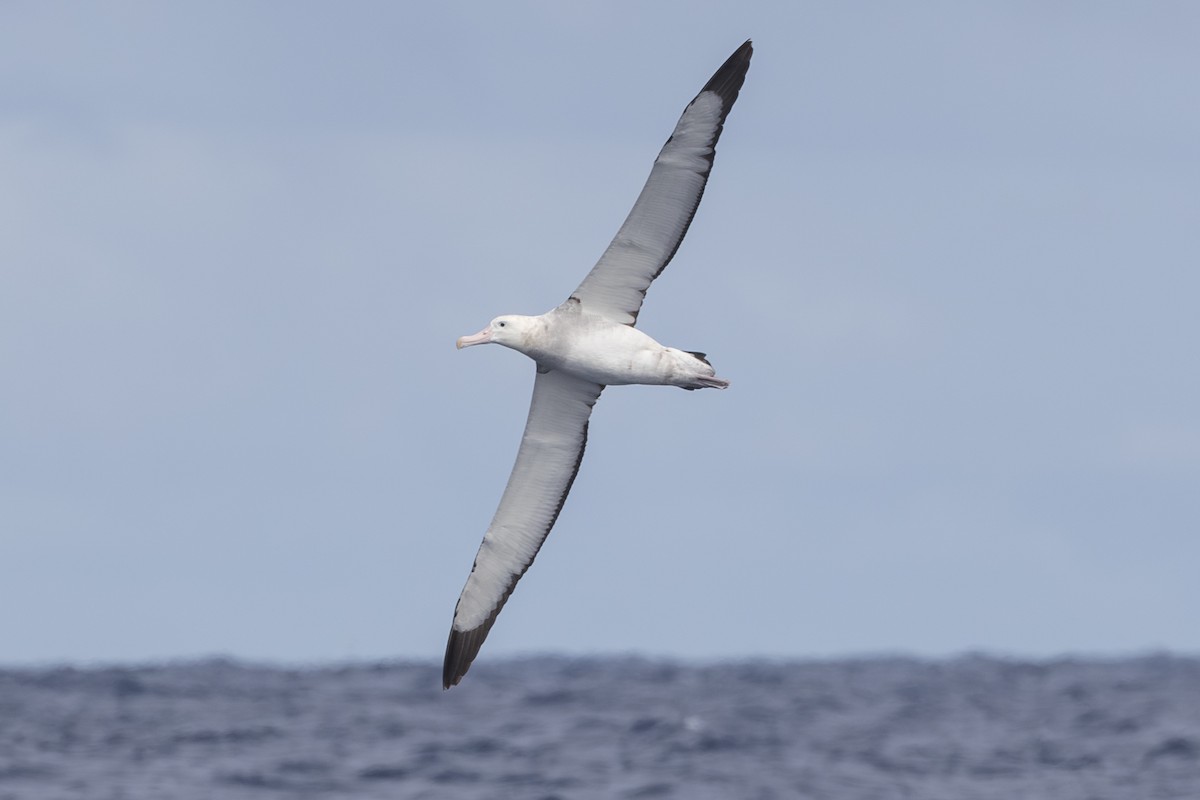 albatros stěhovavý - ML619610785