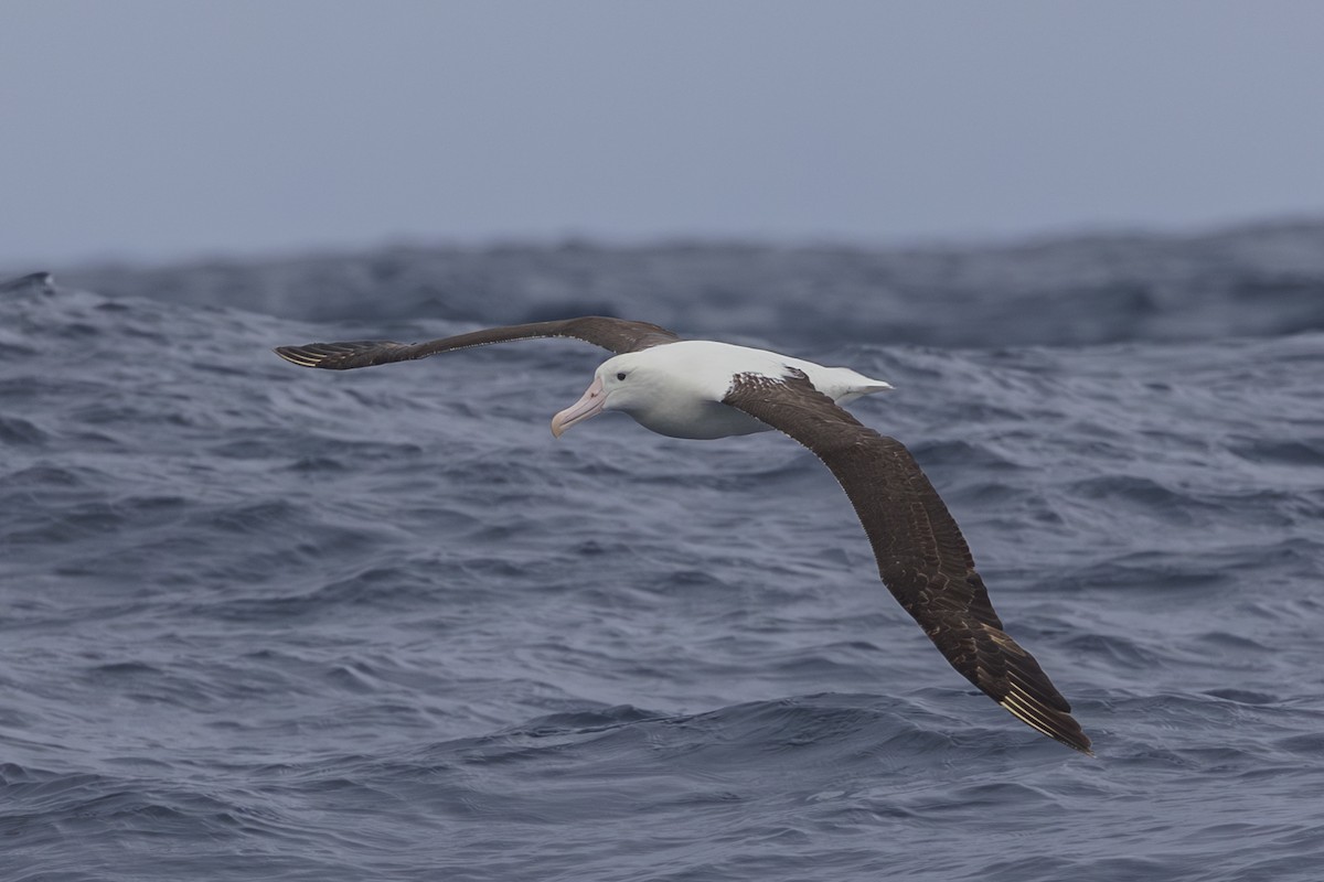 albatros stěhovavý - ML619610786