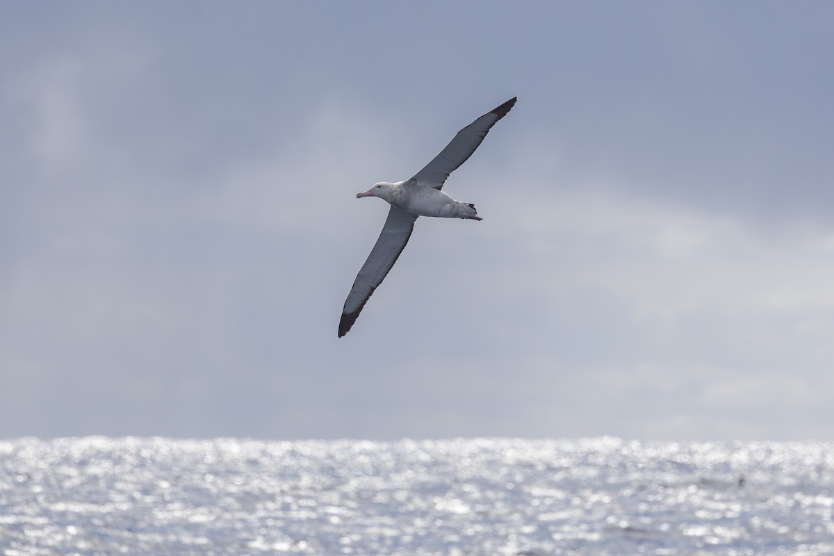 albatros stěhovavý - ML619610787
