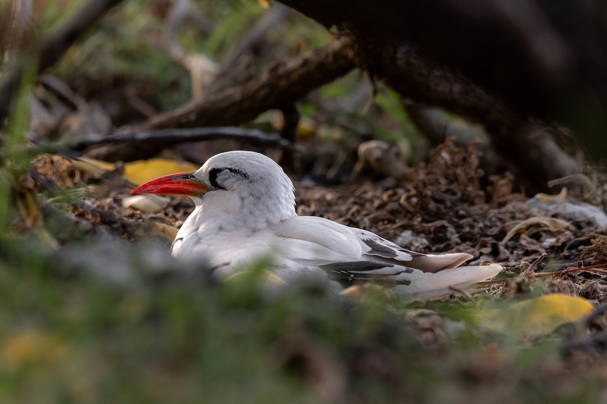 Red-tailed Tropicbird - ML619610788