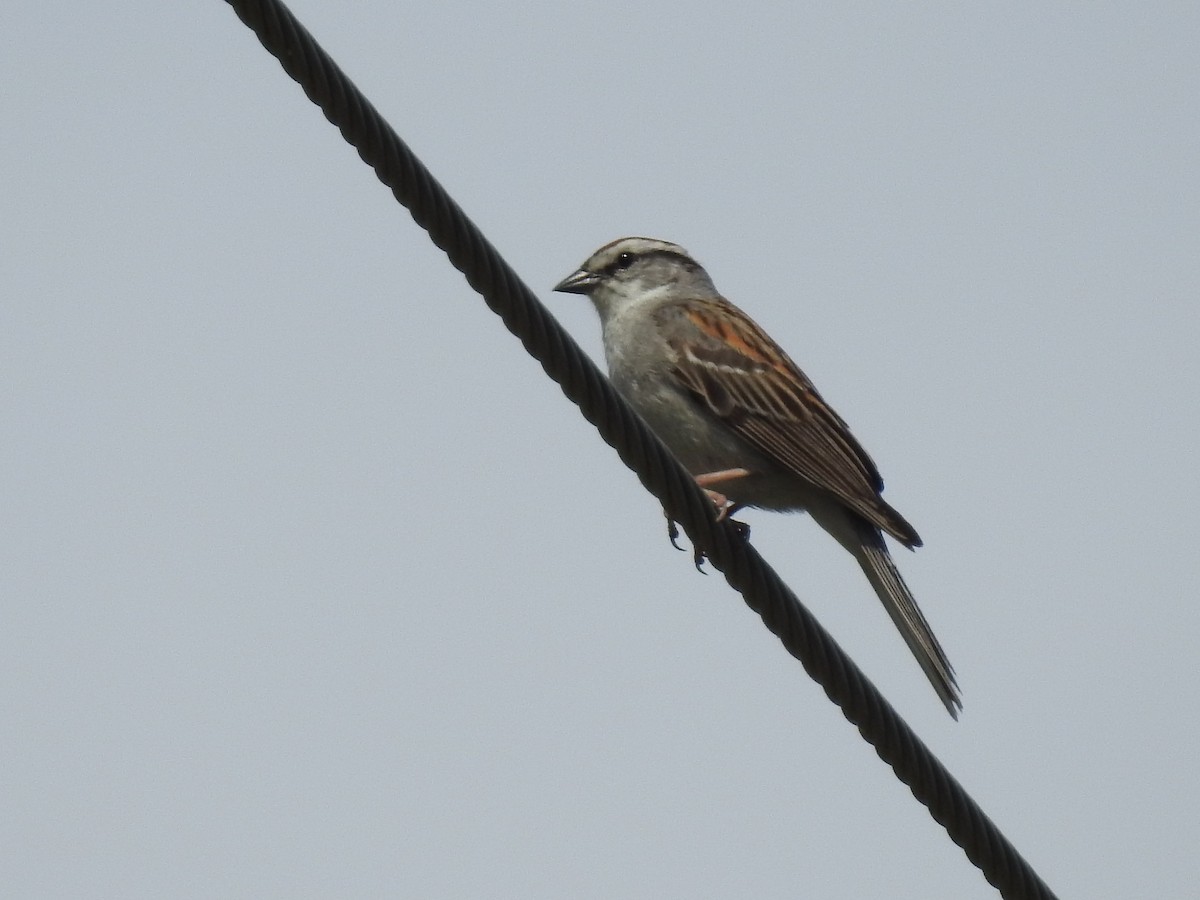 Chipping Sparrow - ML619610818