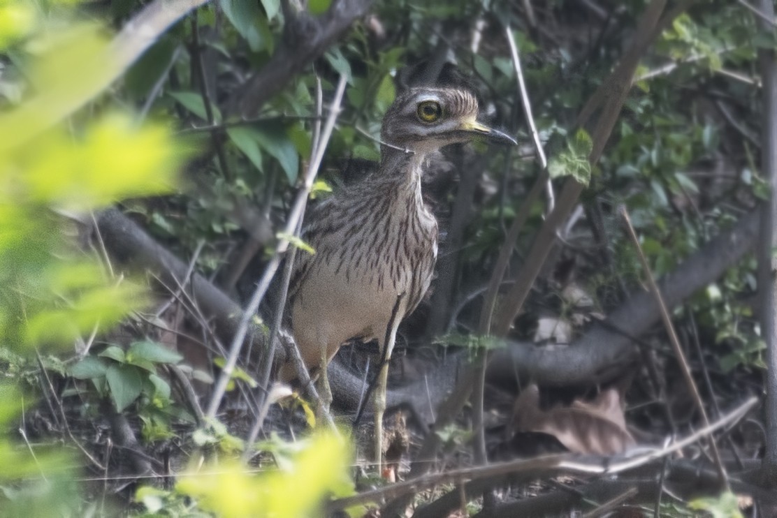 Indian Thick-knee - ML619610825