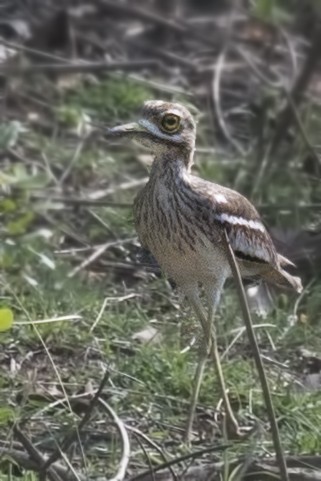 Indian Thick-knee - ML619610826