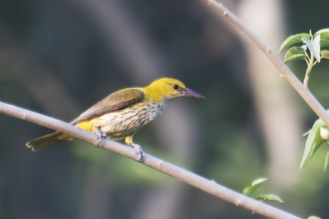 Indian Golden Oriole - ML619610832