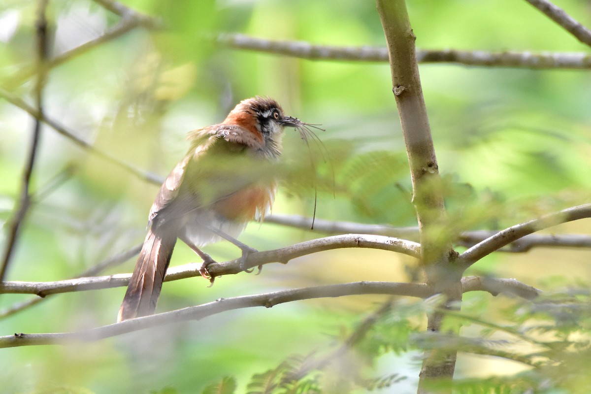 Lesser Necklaced Laughingthrush - ML619610848