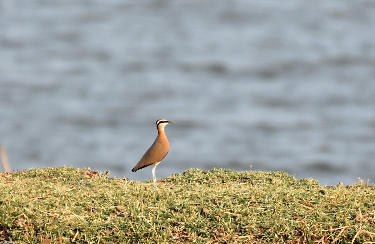 Indian Courser - ML619610890