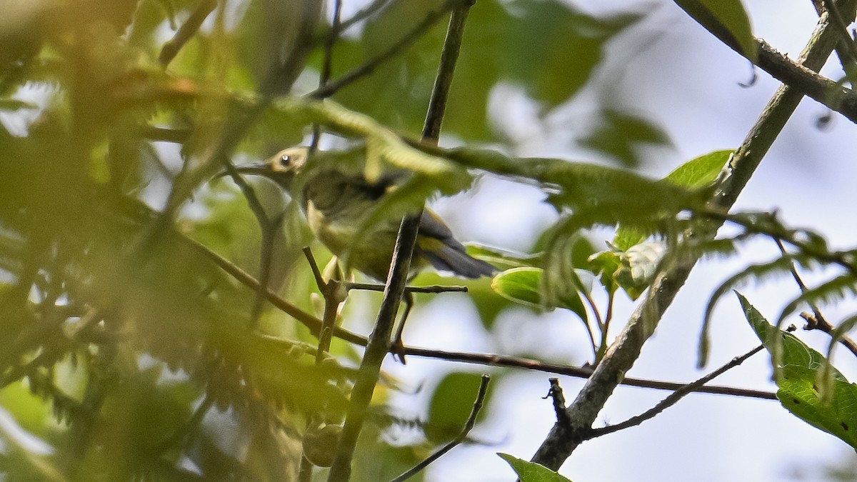 Green-tailed Sunbird - ML619610916