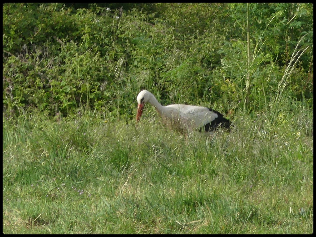 White Stork - ML619610917