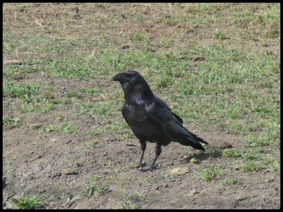Common Raven - ML619610935