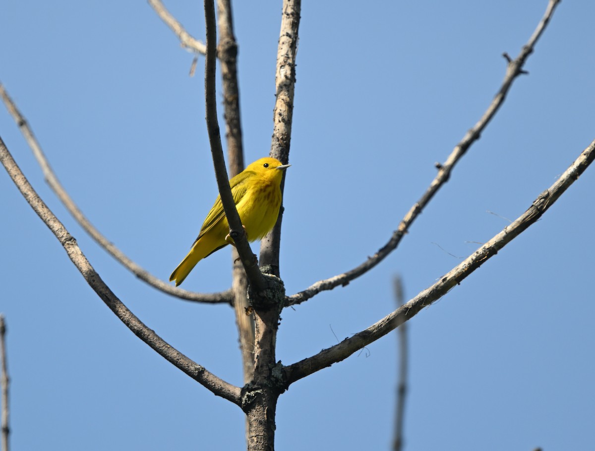 Yellow Warbler - ML619610989