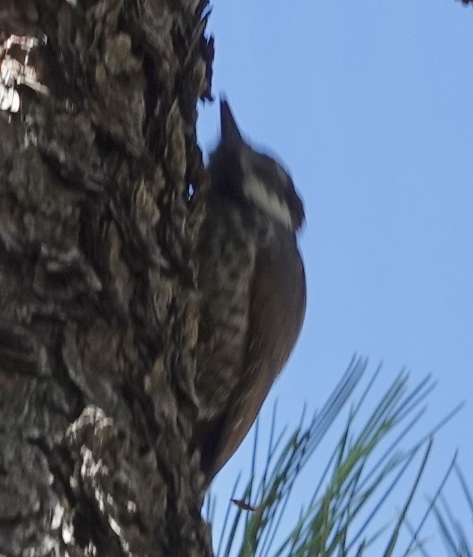Arizona Woodpecker - ML619611052