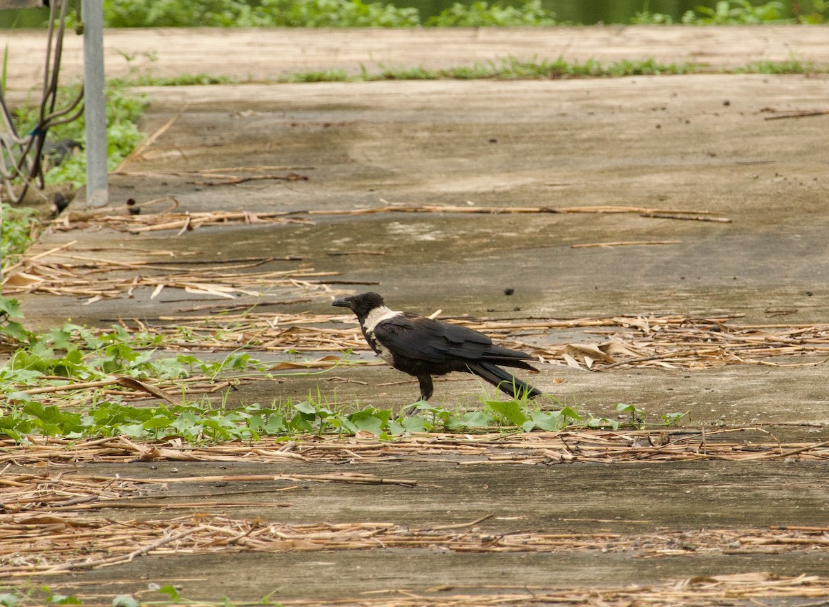 Collared Crow - ML619611103