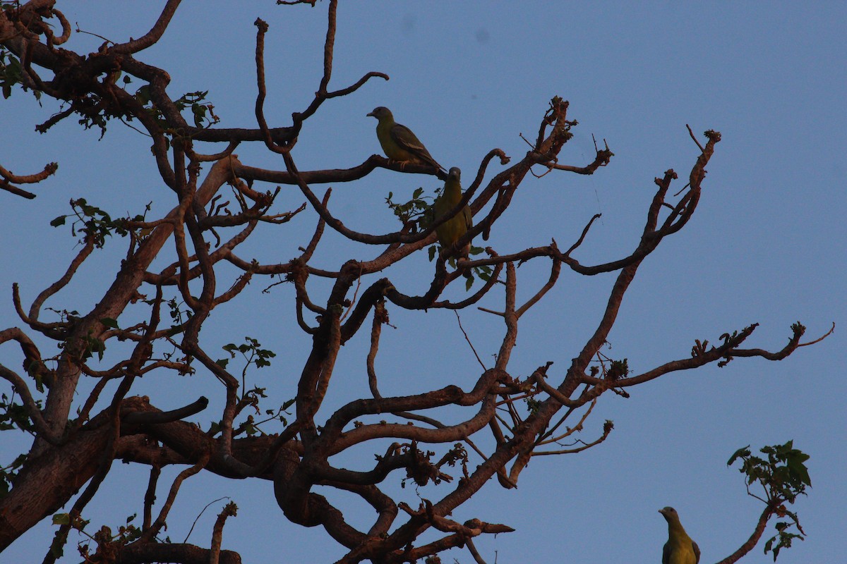 Yellow-footed Green-Pigeon - ML619611105