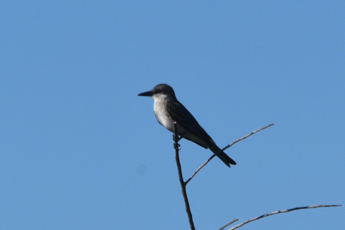 Gray Kingbird - ML619611151