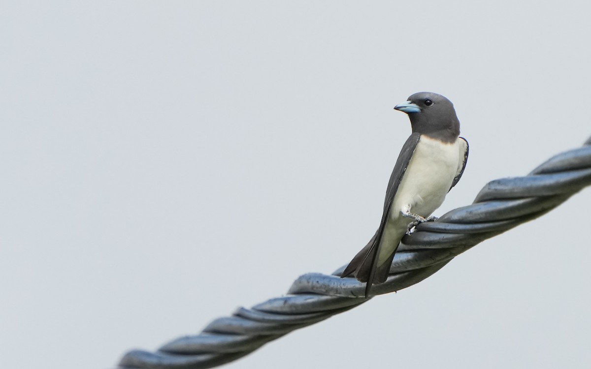 White-breasted Woodswallow - ML619611154