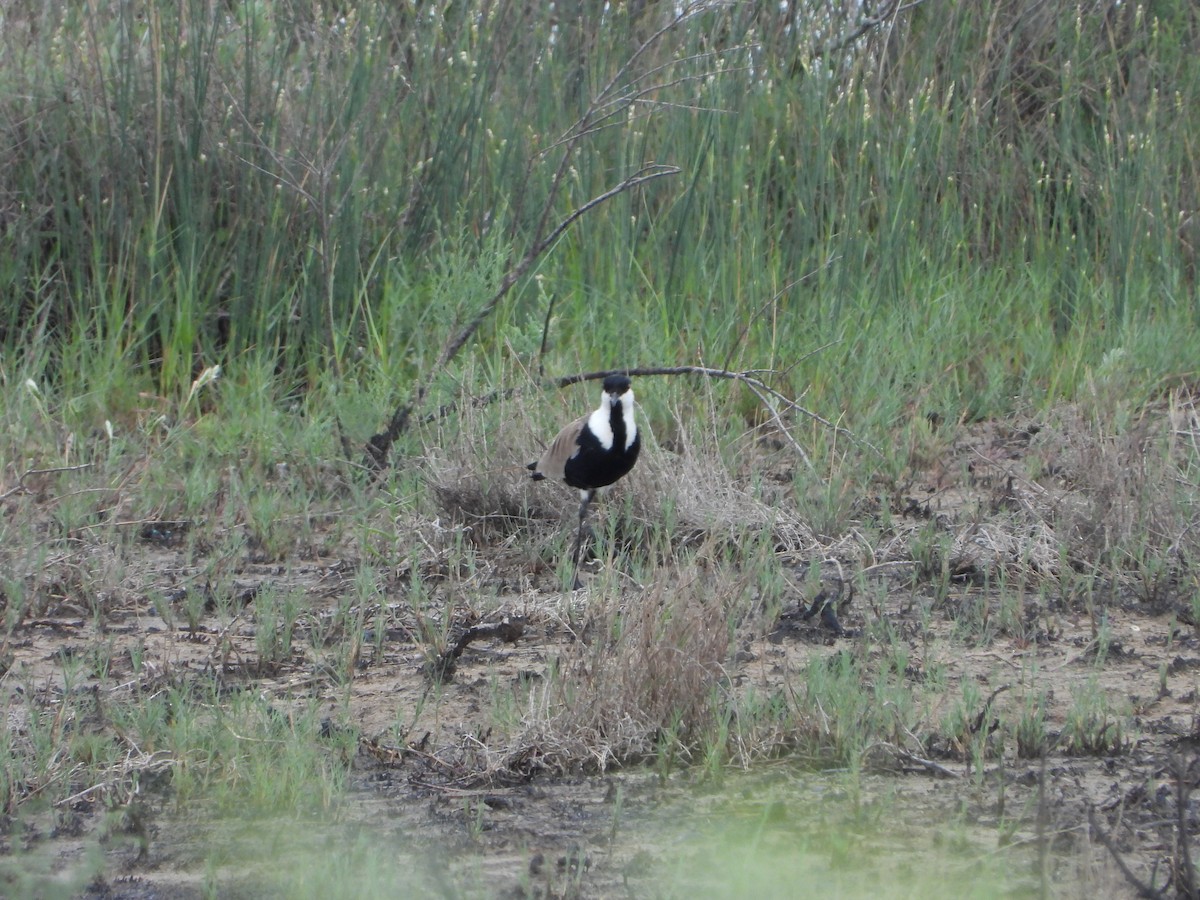 Spur-winged Lapwing - ML619611161