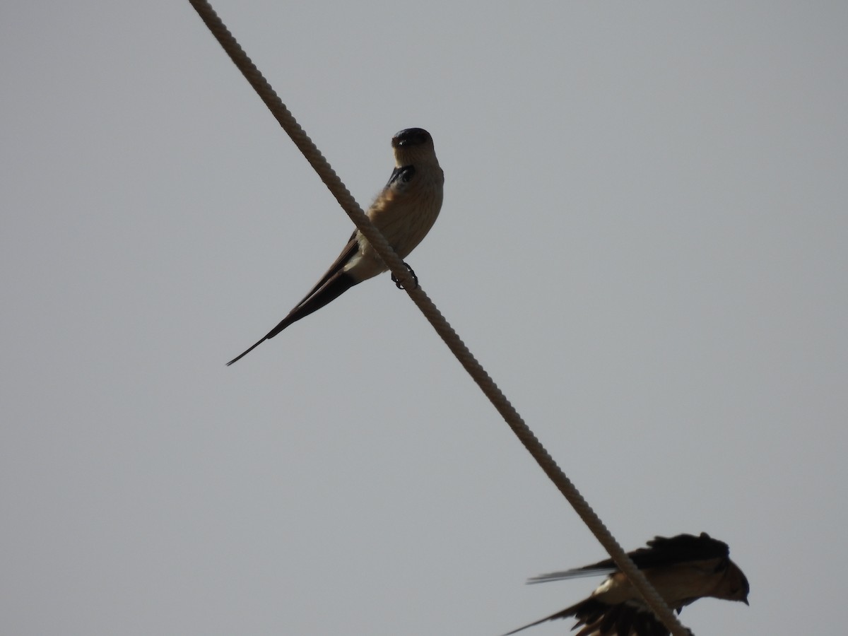 Red-rumped Swallow - ML619611171