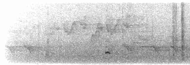 Очковый пестрокрыл (ramsayi) - ML619611176