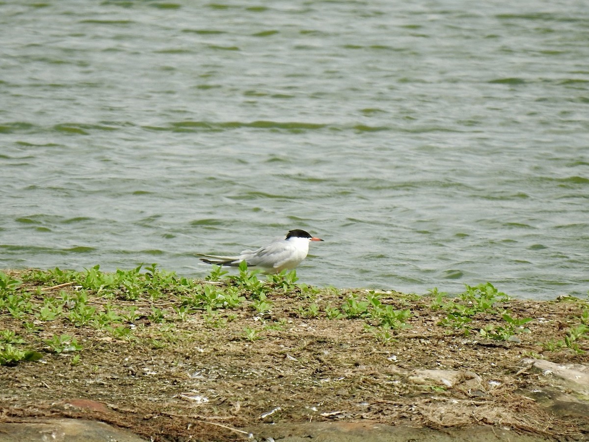 Common Tern - ML619611219