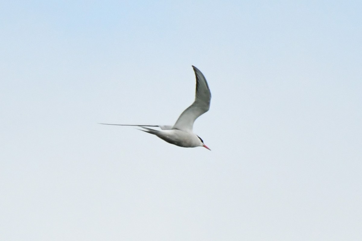 Common Tern - ML619611232