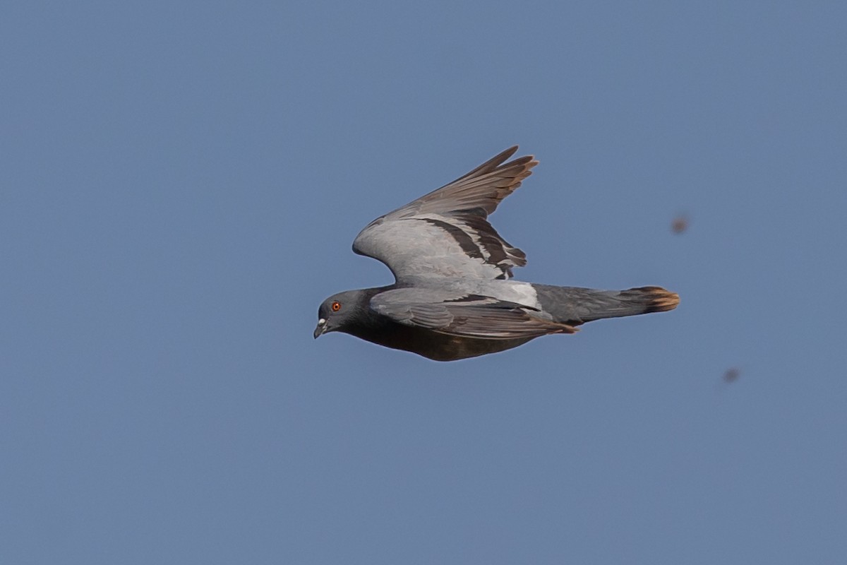 holub skalní (domácí) - ML619611255