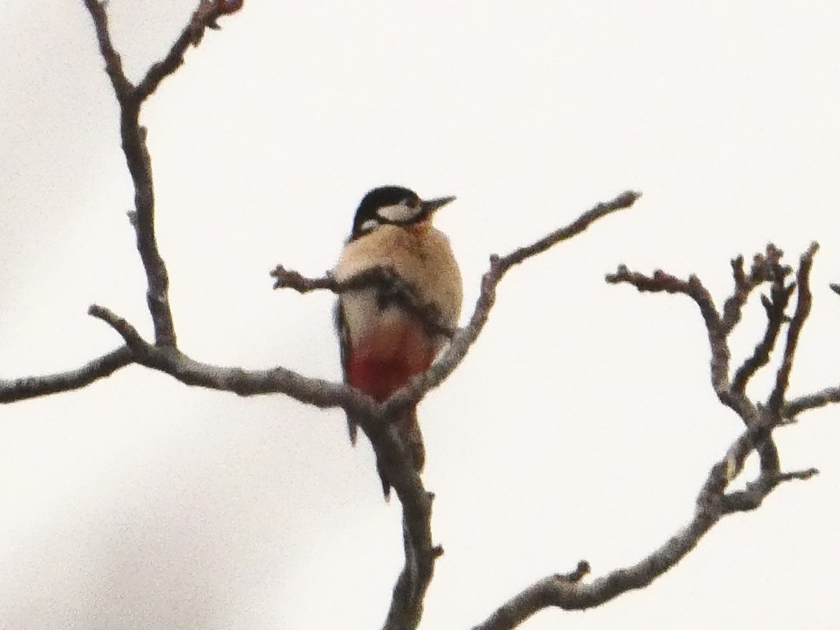 Great Spotted Woodpecker - ML619611277