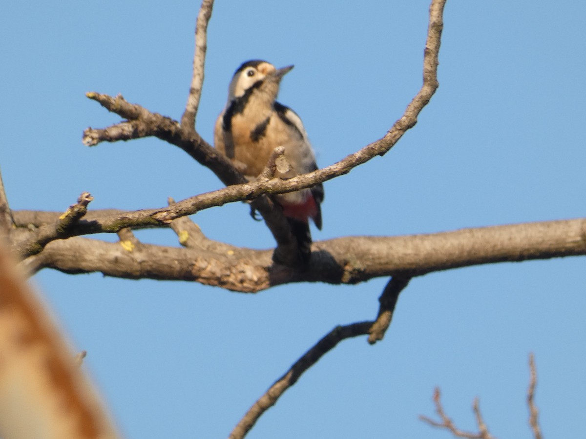 Syrian Woodpecker - ML619611286