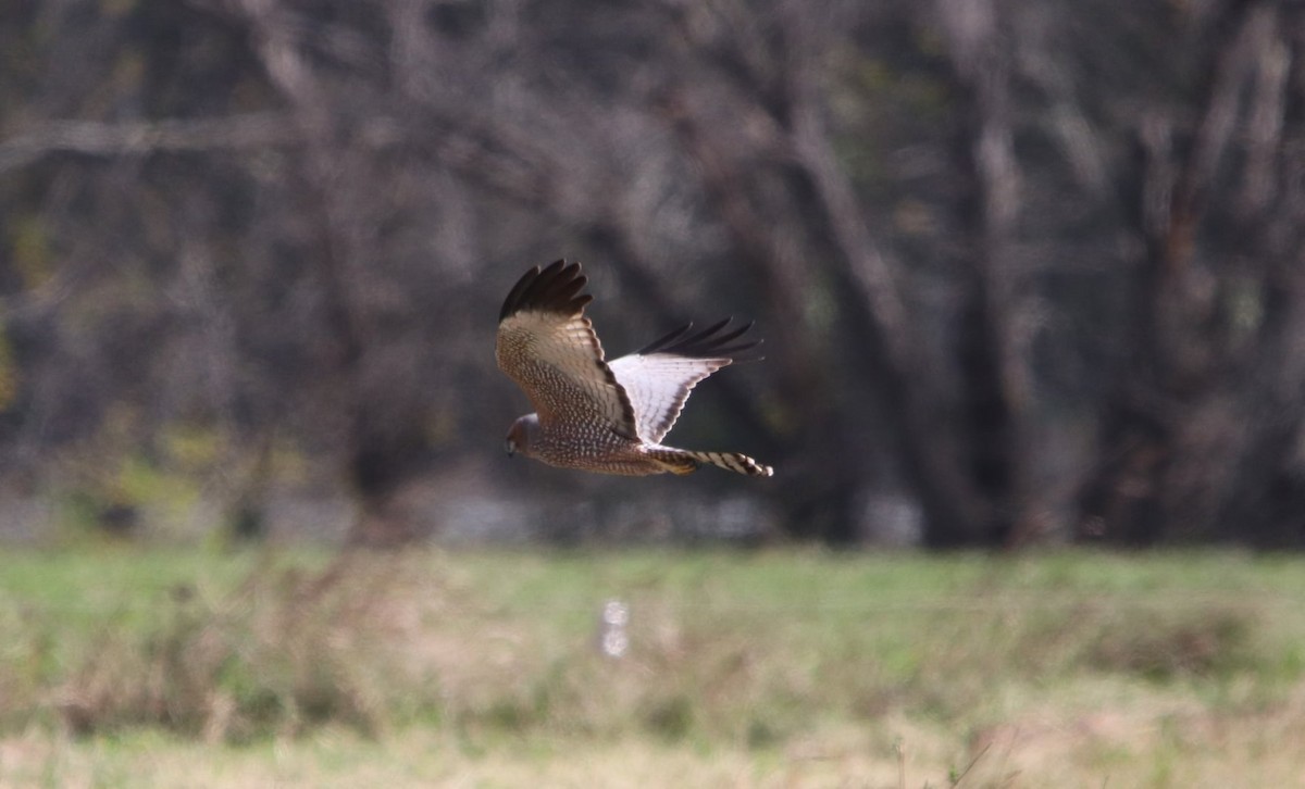 Spotted Harrier - ML619611294