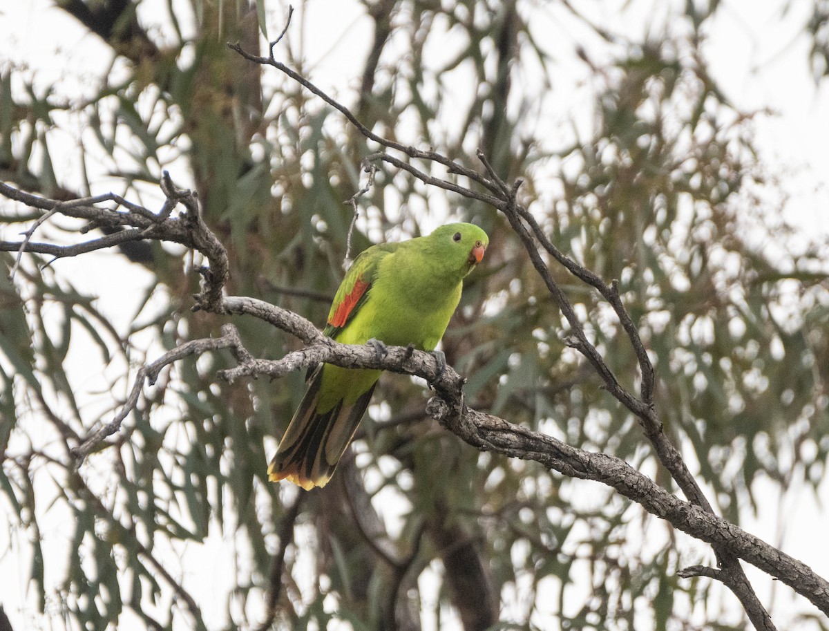 Red-winged Parrot - ML619611295