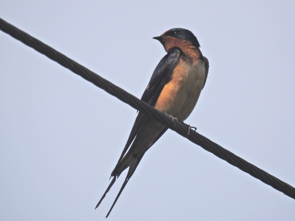 Barn Swallow - ML619611338