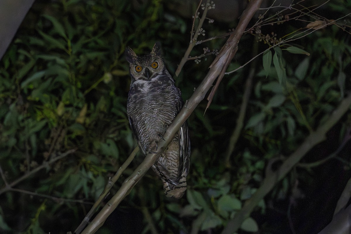 Great Horned Owl - ML619611341